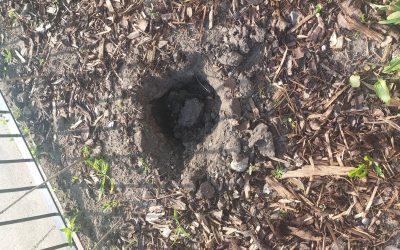 Plant replacement fundraiser